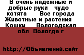 В очень надежные и добрые руки - чудо - котята!!! - Все города Животные и растения » Кошки   . Вологодская обл.,Вологда г.